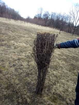 Tarnina tężnia wiązki