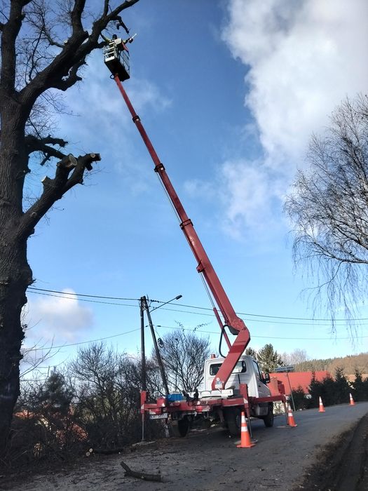 Wycinka drzew i krzewów, usługi ogrodnicze