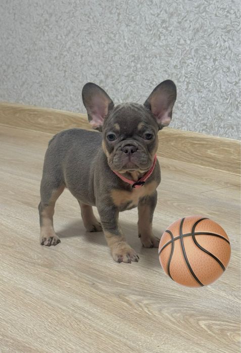 Французькі малята для Вас! Доставка ! Розплідник!