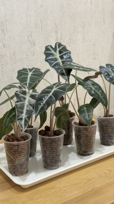 Алоказия Puncakborneensis, Поллі, Лонгілоба, Регал Шилд, Лоу Райдер, Макроріза