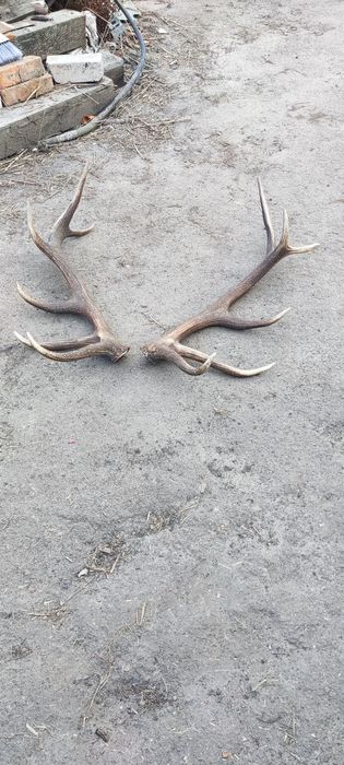 Продам Рог Оленя