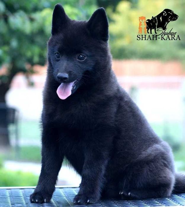 Шикарний хлопчик Шипперке