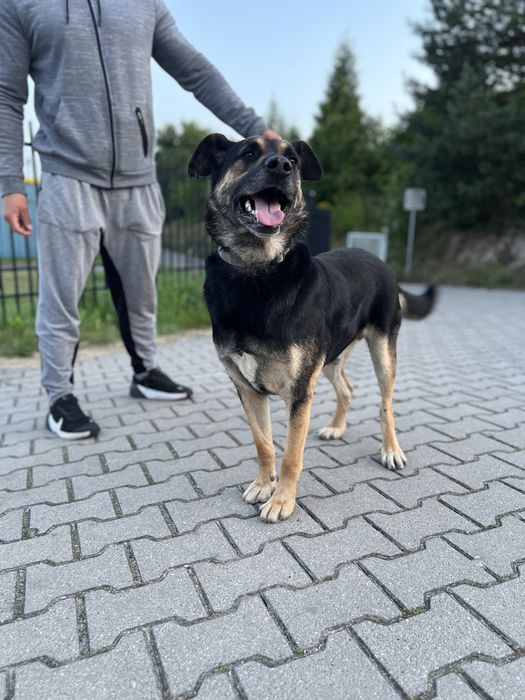 Przedstawiamy Boryska — psa o wielkim sercu.