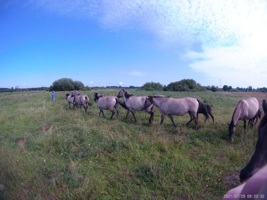 Konik Polski sprzedam