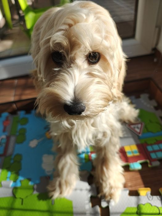 Piesek cockapoo 6 miesięcy