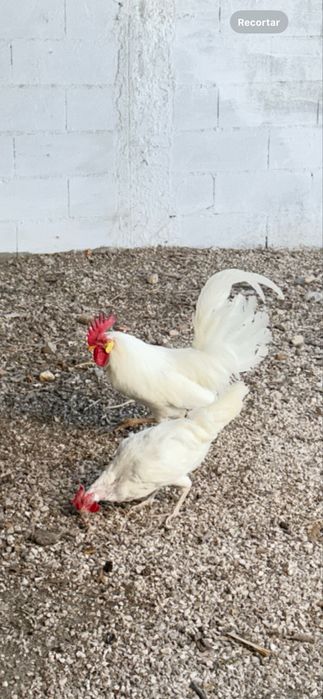 Vendo ovos galados Legorhn