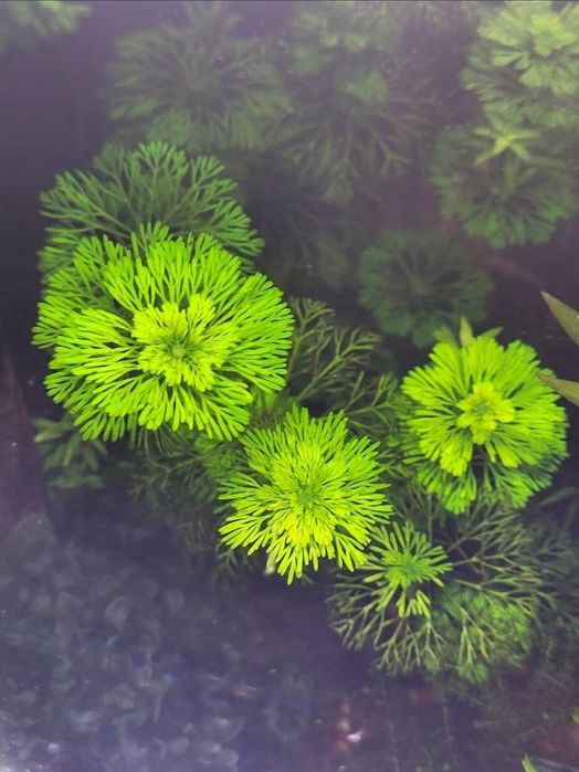 Sprzedam rośliny do akwarium