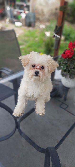 Bichpoo (Bichon Frise x Pudel Toy) – śliczne szczeniaki