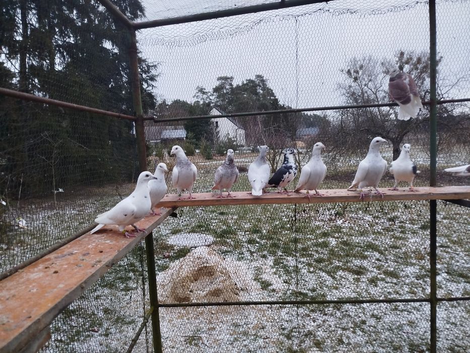 Gołębie pocztowe