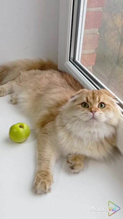 Дуже лагідна дівчинка золота шиншила шотландська висловуха