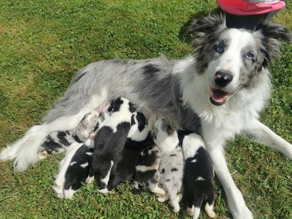 Border Collie Blue Merle rodowód rezerwacja
