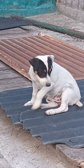 Джек Рассел тер'єр