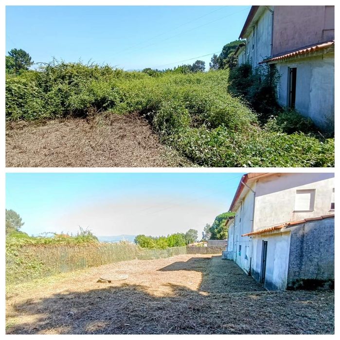 Limpeza terrenos silvicultura limpeza florestal