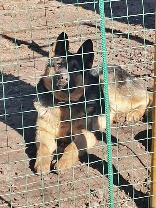 Молодий німчик, ще не розв'язаний наречений чекає у гості наречену