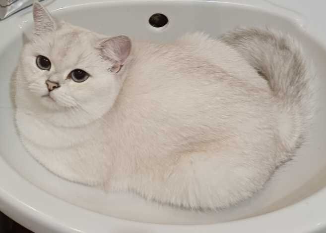 Вязка киця шиншила британець