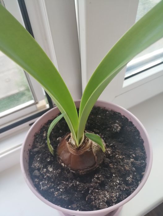 Гіппеаструм  квіти