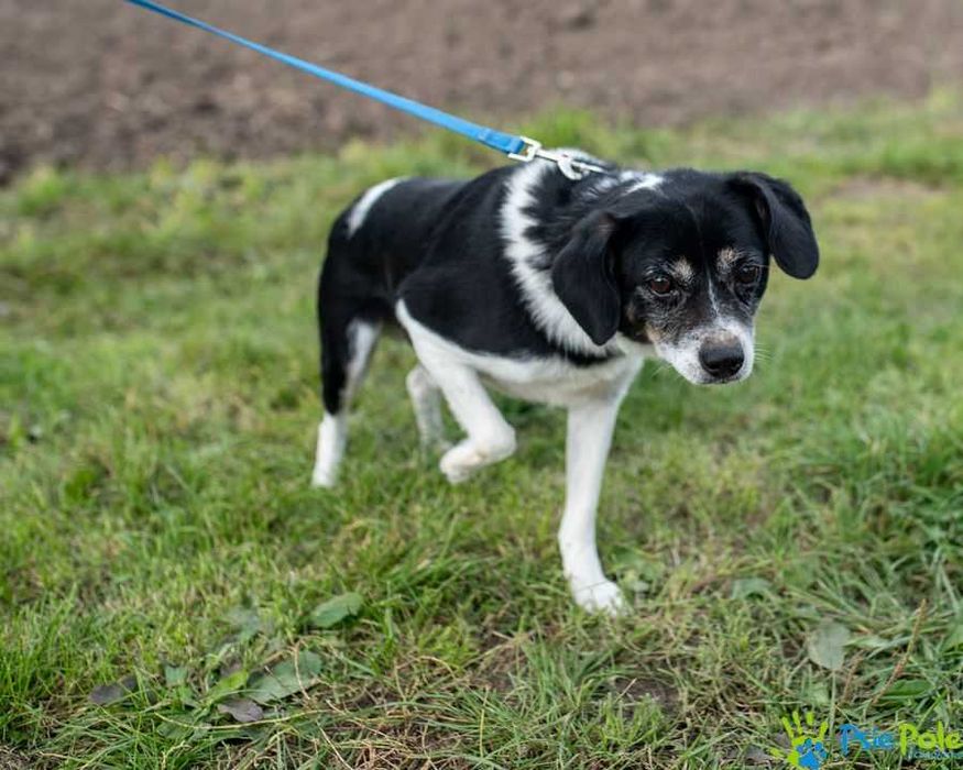 Biało-czarny milutki SIEMEK szuka kochającego domu