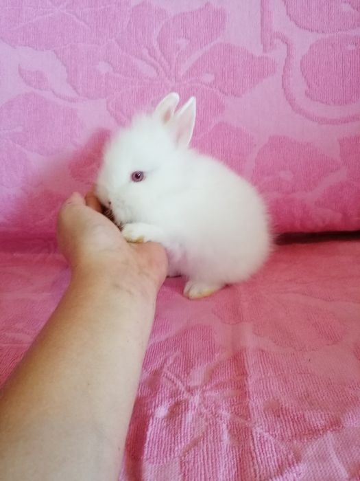 Króliczek miniaturka karzełek