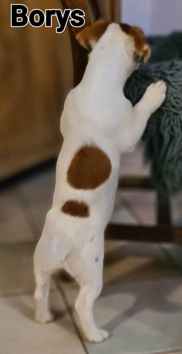 Jack Rusell Terrier gładkowłosy chłopak. Hodowla z 19 letnim stażem