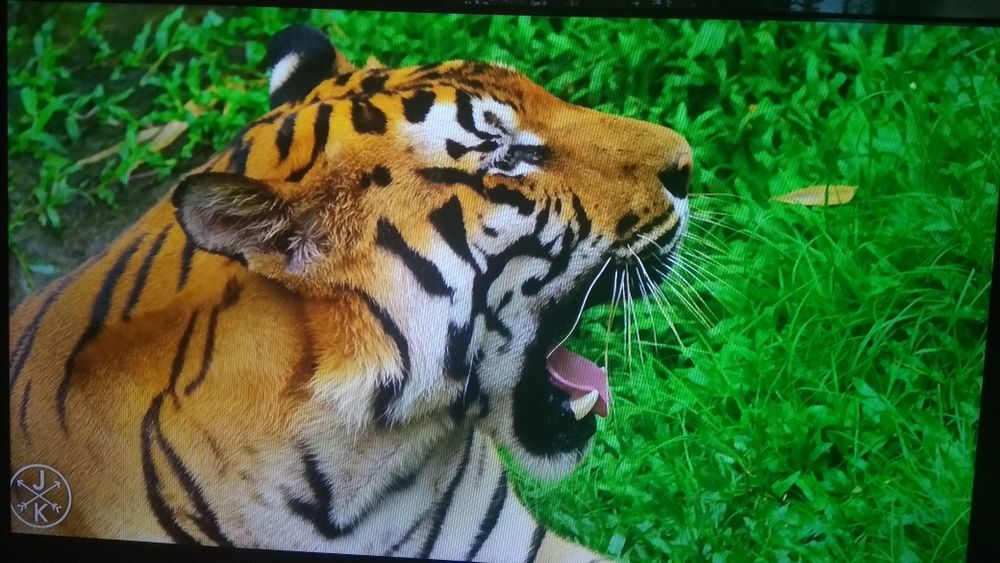 Монитор Tелевизор Для ПК Ноутбука Кухни Комнаты LED Orion CLB32B700