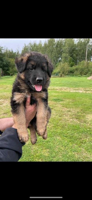 Owczarek Niemiecki Krótkowłosy Szczeniak FCI WYJĄTKOWY PRAWDZIWY RODOW