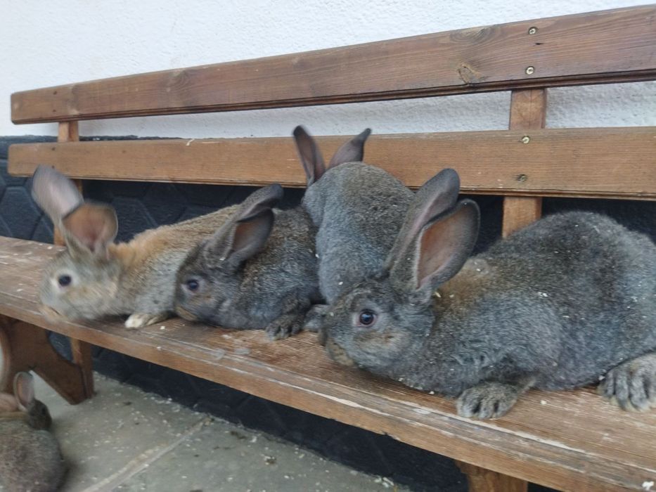 Кролики молодняк