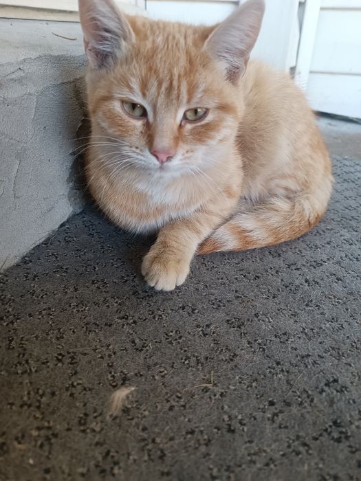 Кошенята шукають дім