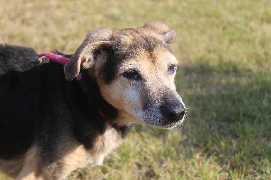 Bandziorek malutki, starszy piesek marzy o ciepłym domu - schronisko