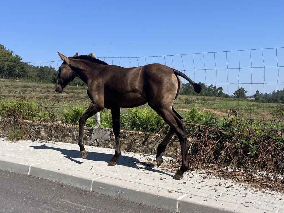 Poldra lusitana baia escura 5 meses