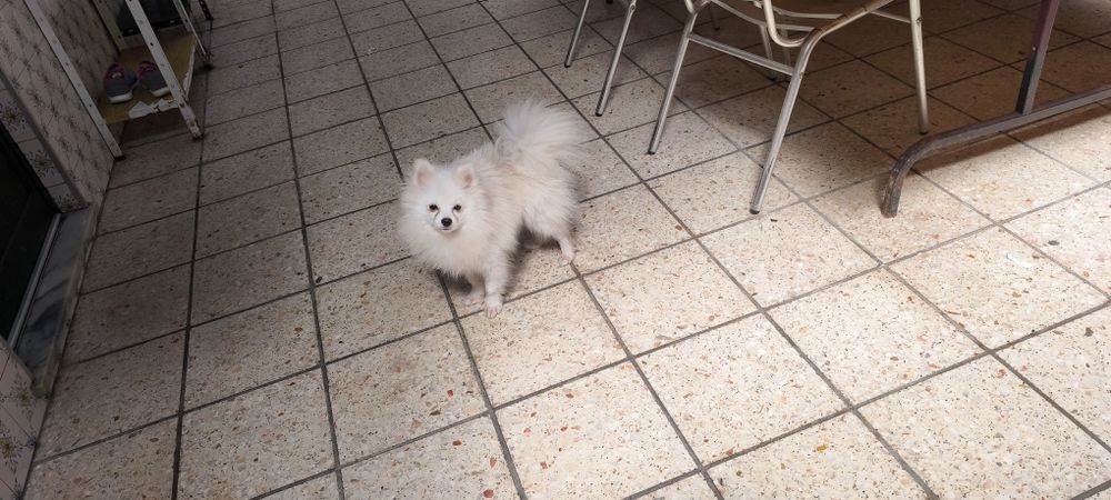 Spitz miniatura com 1 ano e meio para entrega imediata existe a possibilidade de entrega ao domicílio a combinar agrade