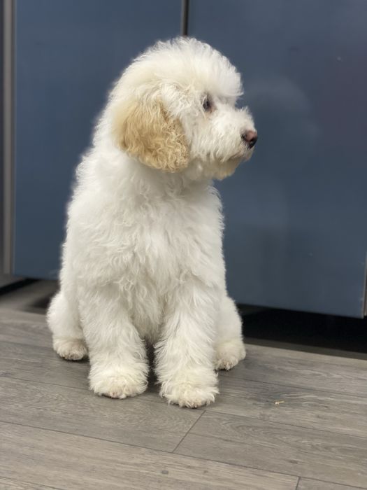 Imperdível!!!Lindo bebê de caniche (poodle) médio procura novo dono!!!