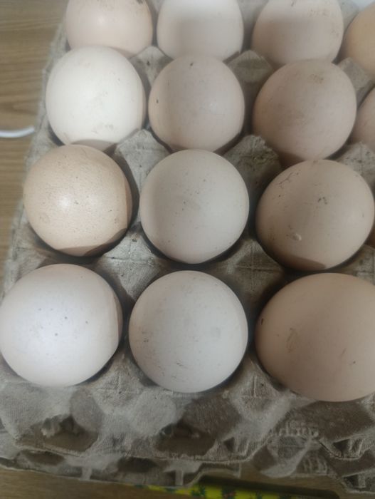Ovos de galinha wyandotte