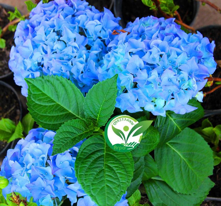 Саджанці гортензії широколистої, блакитна (голуба синя) Broad-leaved