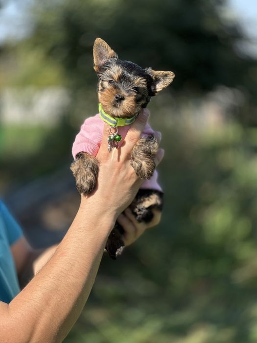 Чистокровні йорки — домашні улюбленці з серцем