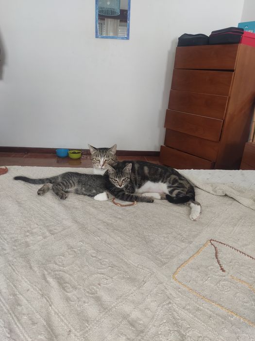 Gatinha bebê às riscas