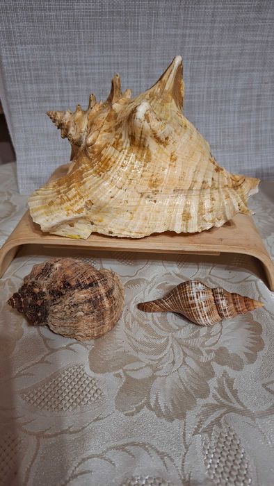 Продам  мушлі Стромбуса та Рапана