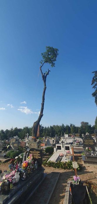 Wycinka drzew, rębak, frezowanie pni, mobilny tartak, trak