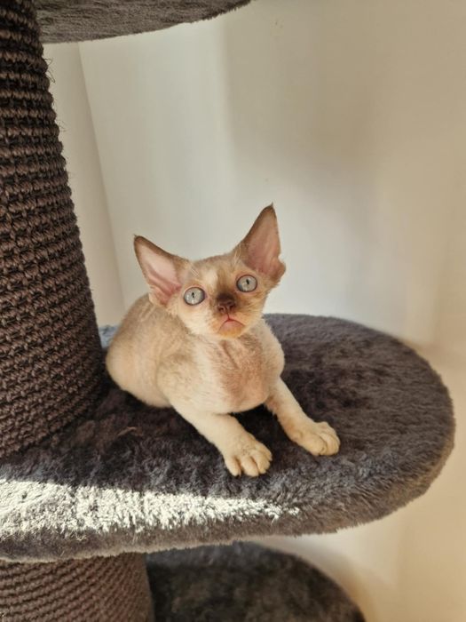 Kociak devon rex drx