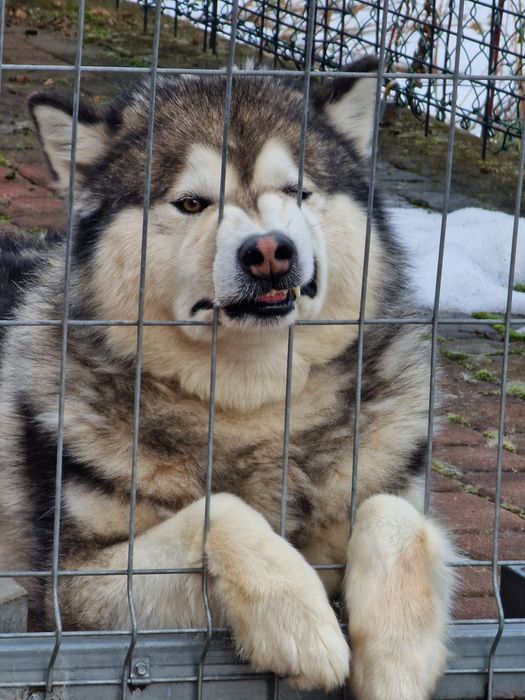 Zapowiedź miotu Alaskan Malamute ZKwP/FCI