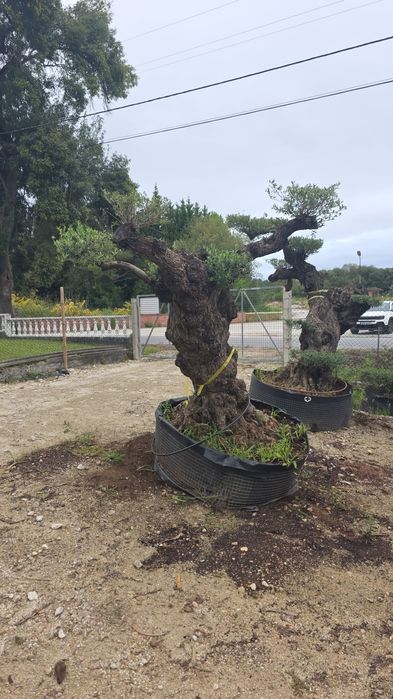 Oliveiras bonsai vários portes