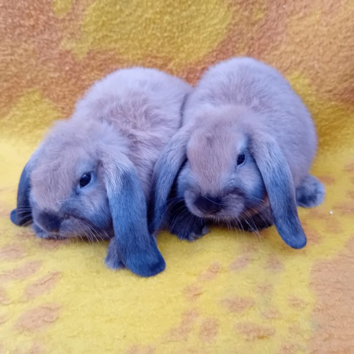 Króliki miniaturki Baranki Teddy samczyki GRUDZIĄDZ