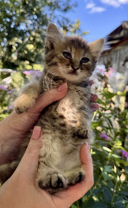 Котята ищут дома / кошенята шукають домівки