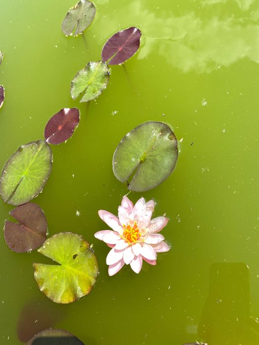 Водяная Лилия ( нимфея) Tan Khwan