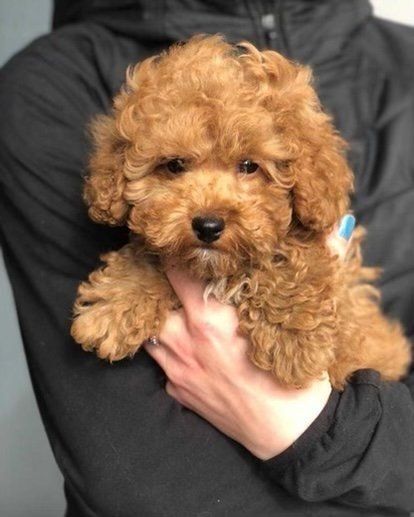 Той пудель — собака, який відчуває ваш настрій