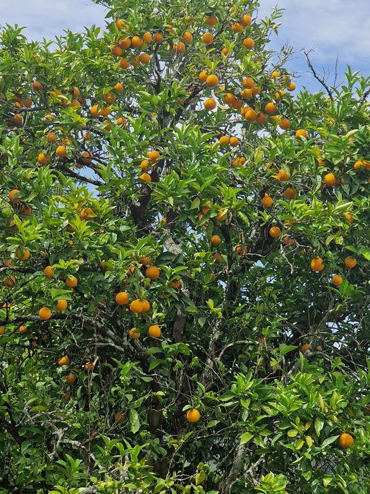 Quintinha em Cinfães