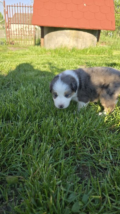 Border Collie blue merle