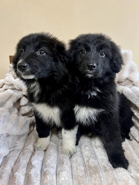 Відам в добрі руки