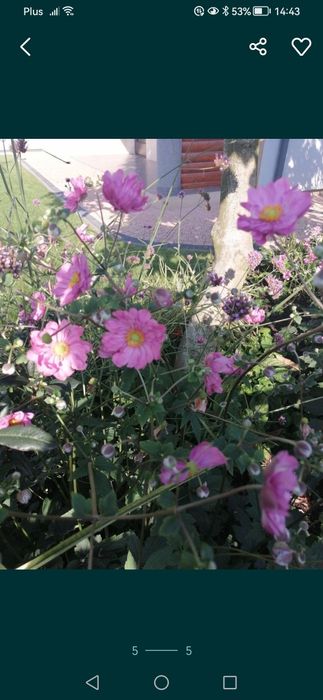 Byliny z własnego ogrodu