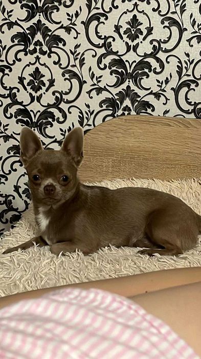 Чіхуахуа, в'язка собак