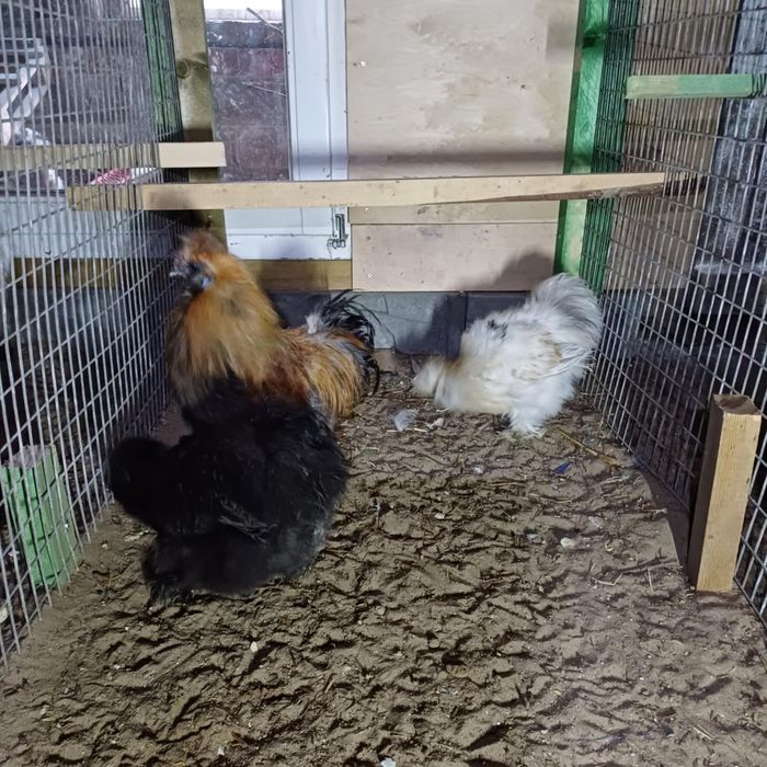 Kury ozdobne różne